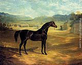John Frederick Herring Snr Canvas Paintings - The Bay Stallion Jack Spigot